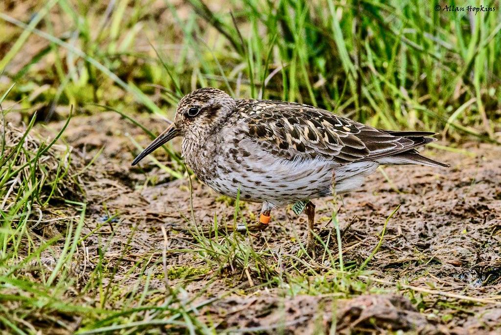 Purple Sandpiper (Calidris maritima) summer plumage adult by Allan Hopkins is licensed under CC BY-NC-ND 2.0